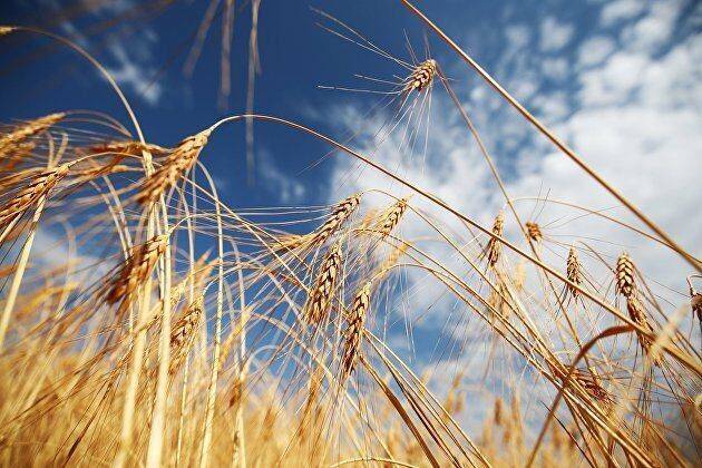 Пшеница в США в среду выросла в цене, а кукуруза и соя подешевели