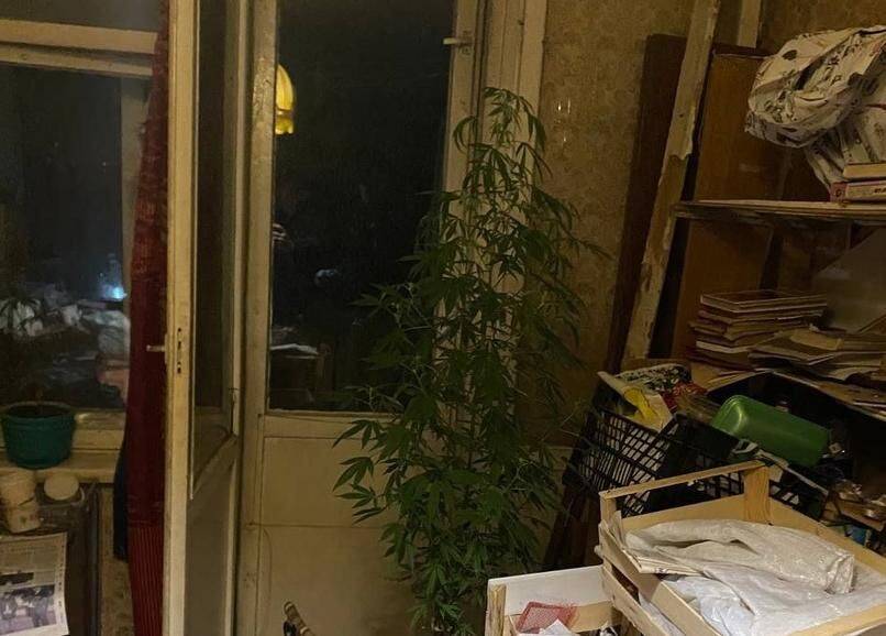 Житель Гродно выращивал в своей квартире наркосодержащие растения