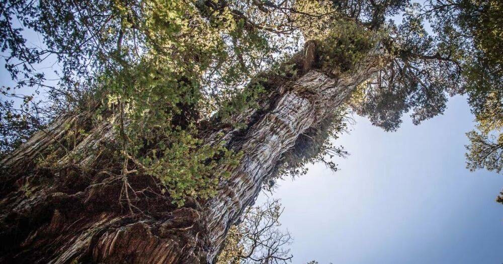 В Чили обнаружили самое старое дерево на планете — "прадедушке" 5 484 года (фото)