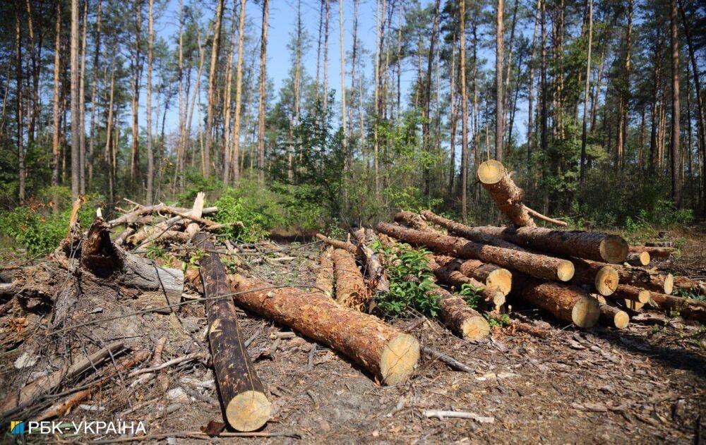 В Україні спростили закупівлю дров перед опалювальним сезоном