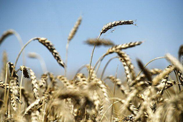 Биржевые цены на пшеницу снизились на три процента вслед за другими сырьевыми рынками