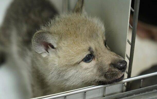 В Китае родился первый в мире клонированный волк