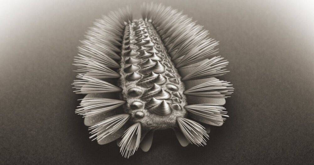 Ученые нашли червя, который является предком нескольких современных животных (фото)