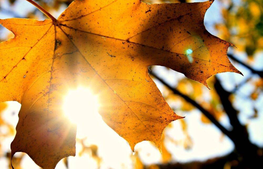 Синоптики рассказали, когда наступит золотая осень и начнется листопад