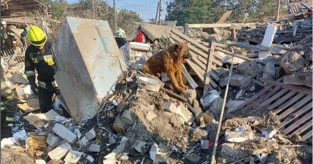 Сидел и плакал: в Днепре спасли раненого пса на месте, где погибли его хозяева (видео)