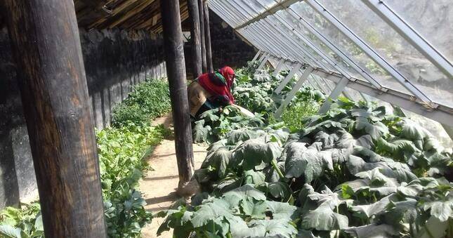 В ГБАО стали выращивать больше тепличных овощей