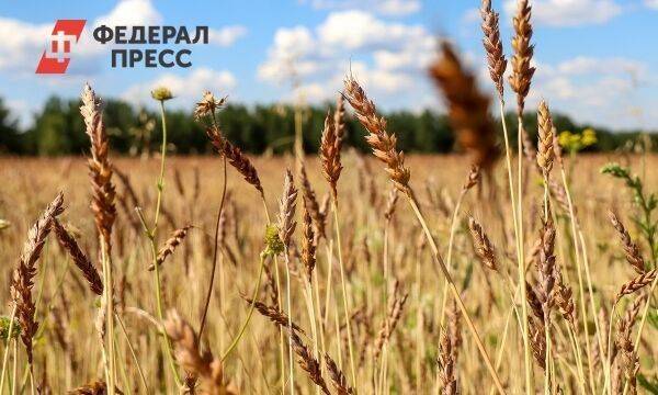 Лишь 5 % хлеба из Украины поступает в бедные страны, заявил Путин