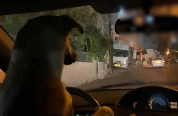 Израильтянин позволил собаке прокатиться за рулем автомобиля и получил за это штраф