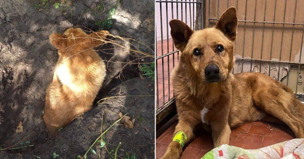 ФОТО. В Риге пытались живьем закопать старую собаку; полиция начала расследование