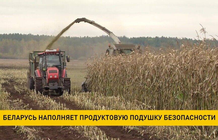 В Беларуси ожидают рекордный урожай в 10,5-11 миллионов тонн зерновых и зернобобовых