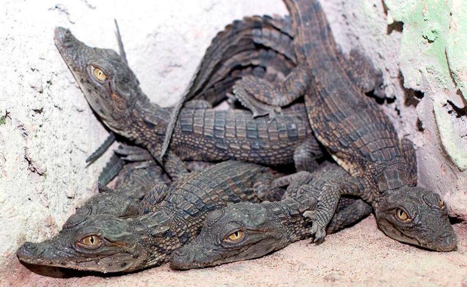 В Ташкентском зоопарке рассказали о состоянии 57 детенышей нильского крокодила, которых изъяли у контрабандистов. Фото и видео