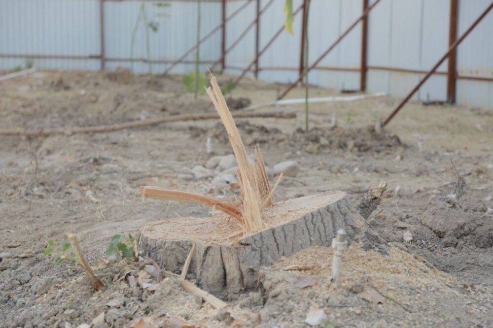 Экотеррористы и циничные люди. Что думают узбекистанцы о застройщике, который уничтожил 58 деревьев в Ташкенте