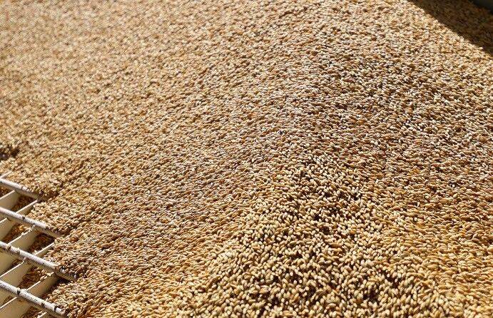30 млн тонн зерна поставит Россия нуждающимся странам