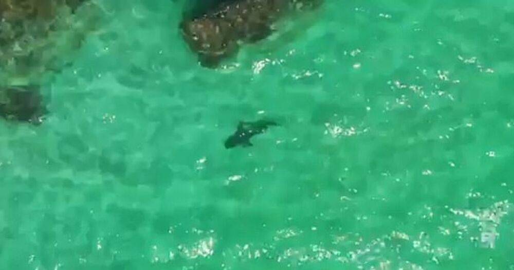В Австралии пловцов возле пляжа спасли от акул с помощью дрона (видео)