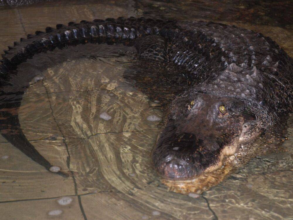 В зоопарке Николаева умер 75-летний крокодил. Он был самым старшим животным во всех зоопарках Украины