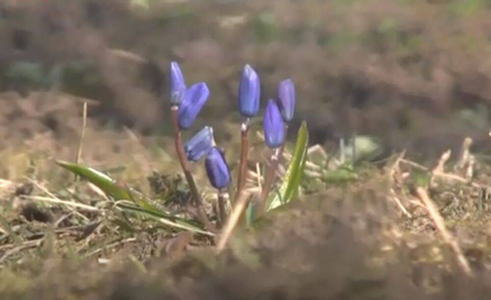 В Украину посреди зимы придет весна: синоптики обещают потепление до +20 – названы даты