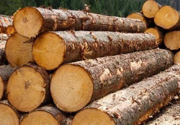 Прозрачная продажа леса: В Украине появился новый биржевой индекс