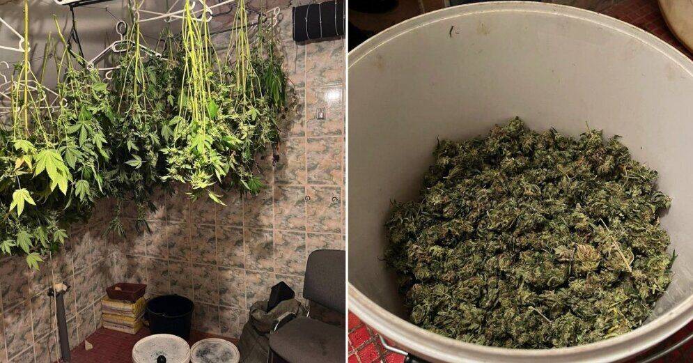 ФОТО: Полиция на чердаке в Риге обнаружила плантацию марихуаны; изъято 10 килограммов наркотика