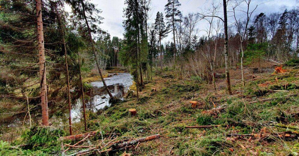 Лесная служба: площадь леса, уничтоженного жуком-короедом, за год увеличилась в несколько раз