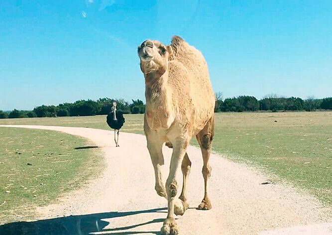 Наглый верблюд объел туристок в Техасе: видео