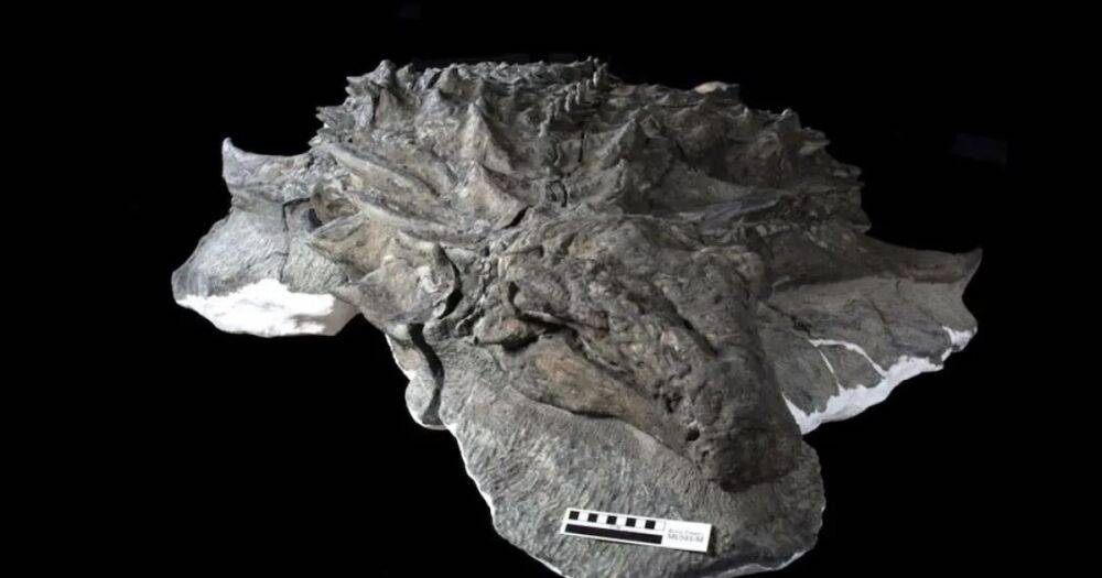 Находка на миллиард. Археологи нашли лицо динозавра, на котором сохранилась даже кожа