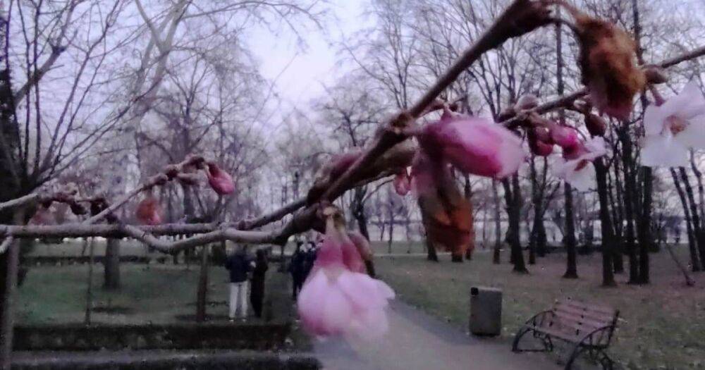 В парке в Киеве посреди зимы расцвели сакуры (ФОТО)