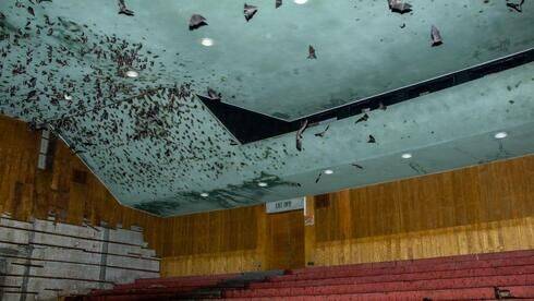 2000 летучих мышей спасли из здания заброшенного кинотеатра в Тель-Авиве