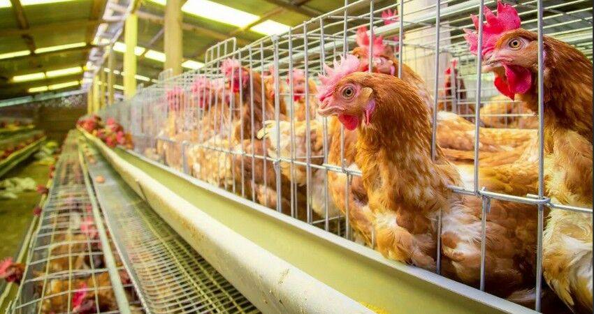 На ферме в Чехии уничтожат 742 тысячи кур из-за птичьего гриппа