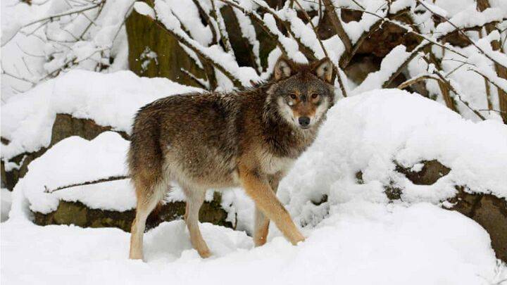 Экологи бьют тревогу из-за решения Швеции сократить популяцию волков