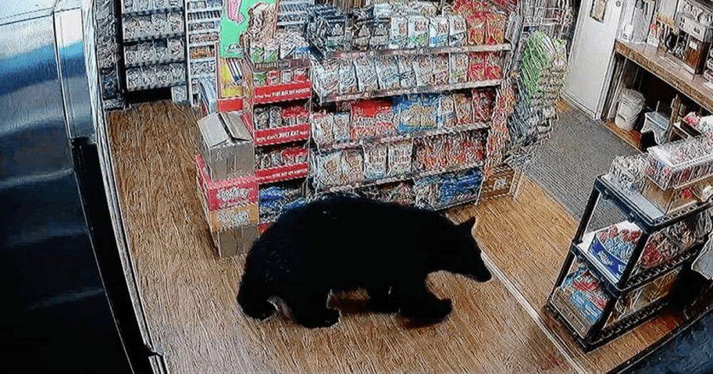 Проголодался: медведь зашел в магазин и украл пакет с жевательными мишками (видео)