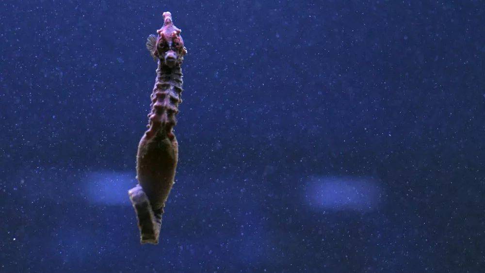 Итальянских экоактивистов беспокоит сокращение популяции морских коньков