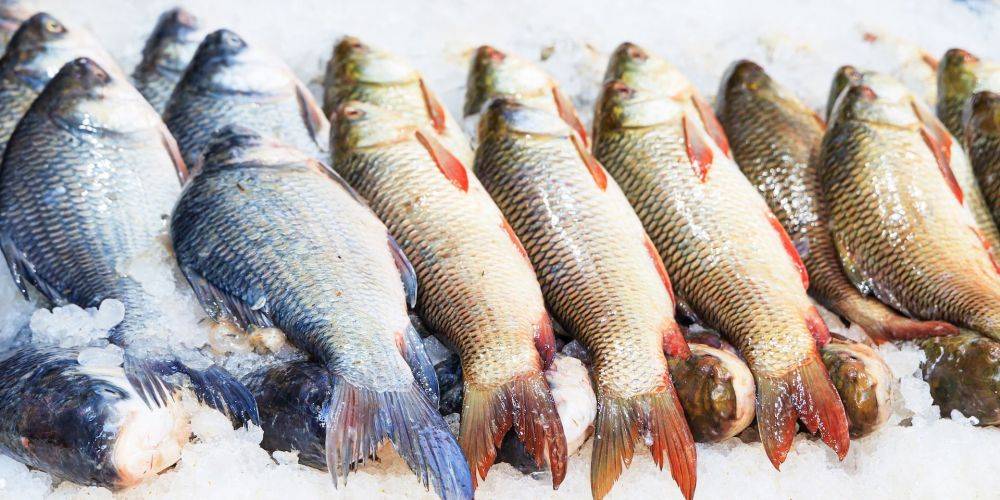 Знакомьтесь, Е-Рыба. В Украине изменили правила вылова рыбы — с переходом на цифровые технологии