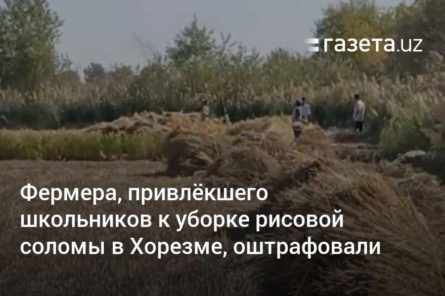 Фермера, привлёкшего школьников к уборке рисовой соломы в Хорезме, оштрафовали