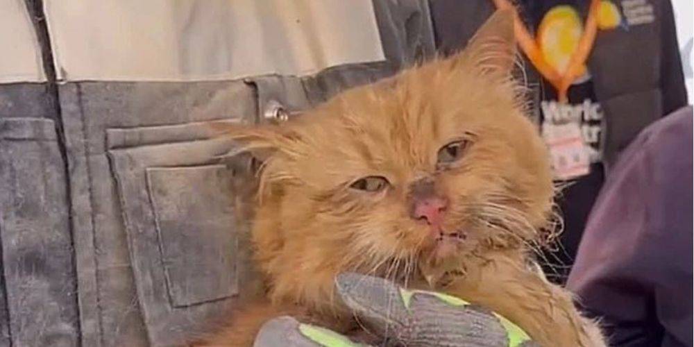 Потерял всю семью. Спасенный из-под завалов в Запорожье рыжий кот принадлежал погибшим молодым супругам