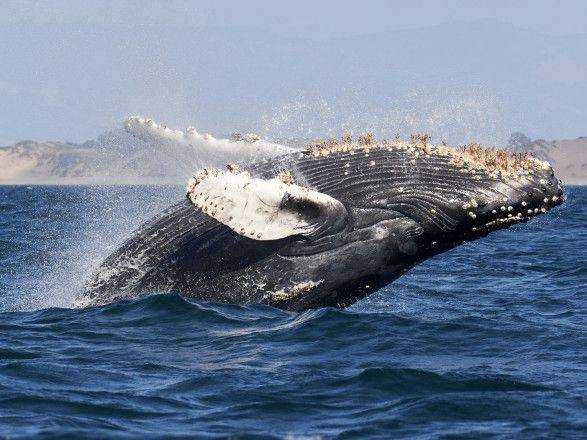 В Австралии кит врезался в лодку: один человек погиб и еще один травмирован