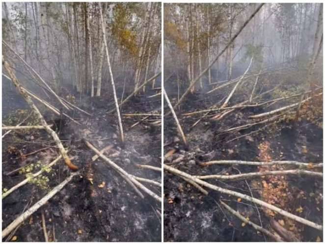В Беларуси горит уникальное болото Ельня