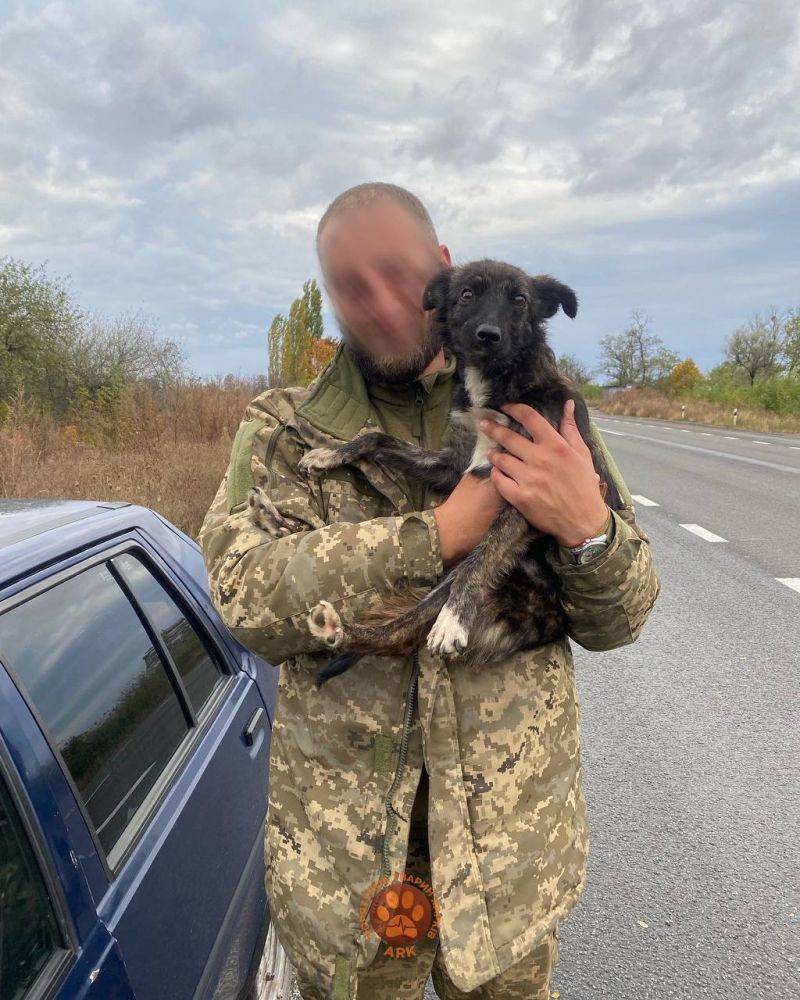 «Не можем пройти мимо». Воин ВСУ спас собаку и передал харьковским волонтерам