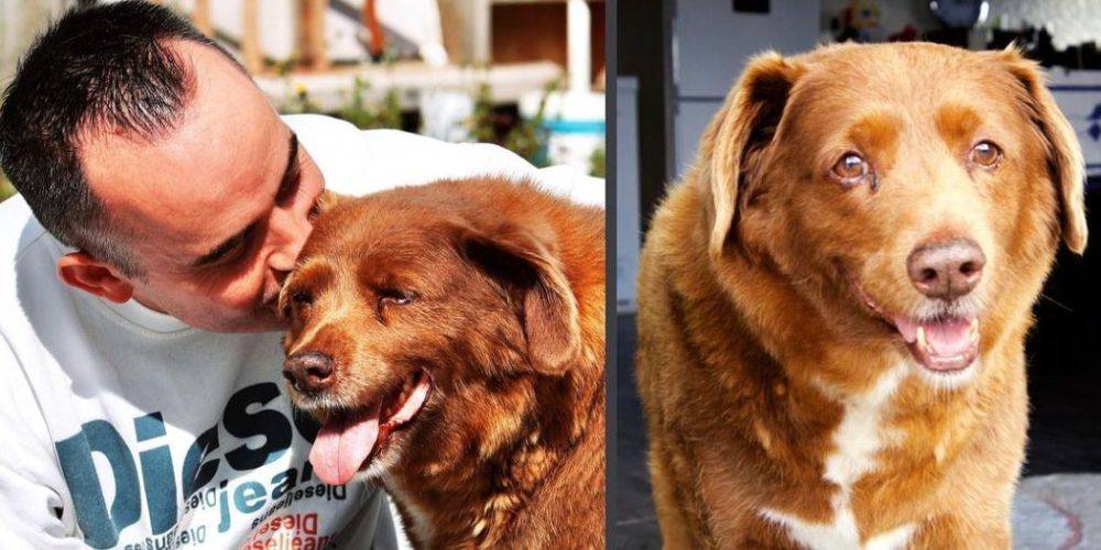 Был 31 год. Умерла самая старая собака в мире