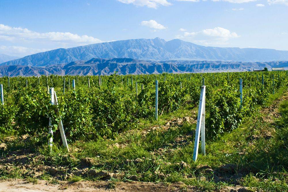 Завод «Чакыр» в Гарабекевуле не рассчитывается с производителями винограда