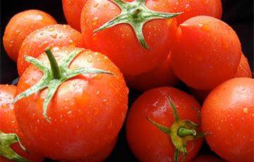 Россия вернула в Беларусь 12 тонн зараженных помидоров