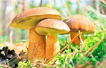 В Беларуси грибы находят даже несмотря на снег в конце октября