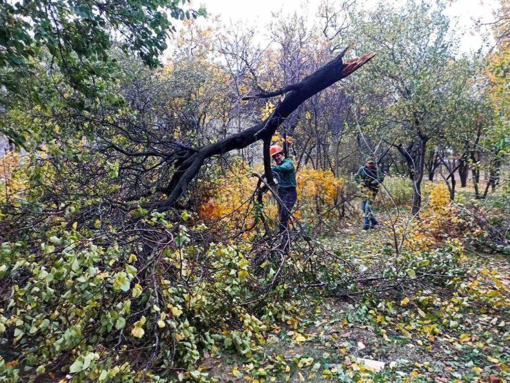 78 деревьев и 74 большие ветки упали в Харькове из-за урагана (фото)