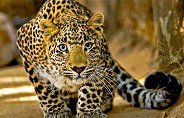 В Гродненском зоопарке рассказали, как лечили леопарда