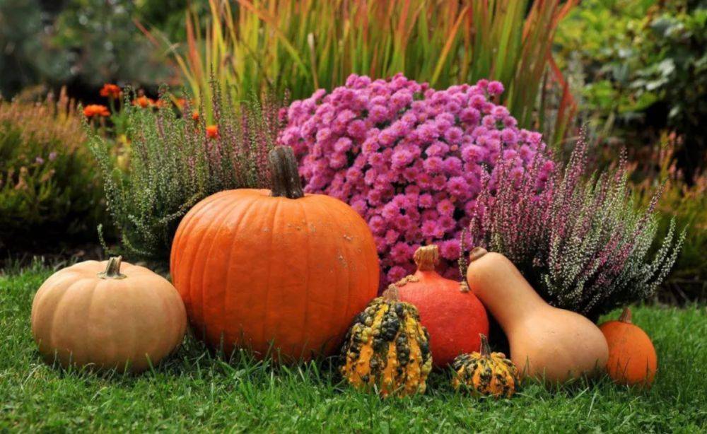 Лунный посевной календарь на октябрь – что посадить в саду и огороде