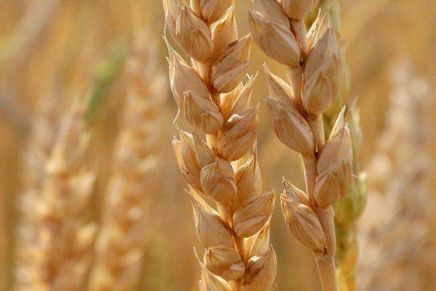 Минсельхоз предложил ввести временный запрет на вывоз твердой пшеницы из России