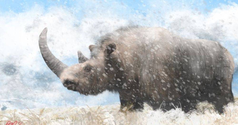 Ученые впервые реконструировали геном шерстистого носорога: им помогли экскременты гиены (фото)