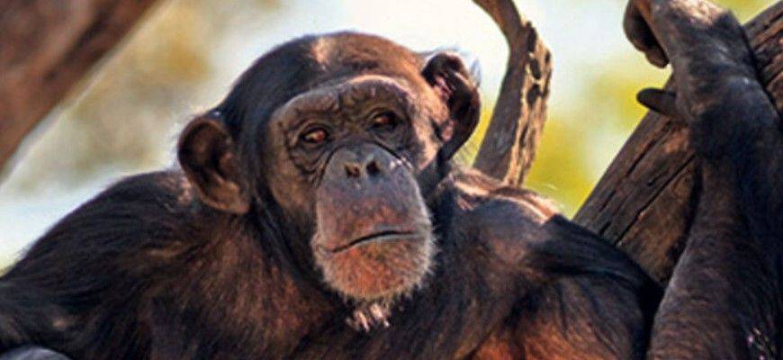 PLOS Biology: шимпанзе ищут превосходство в высоте во время войн, подобно людям