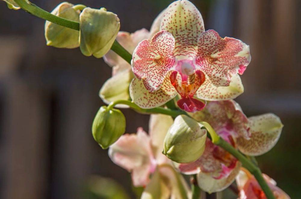 Если переборщите, придется выбрасыть все растение: как правильно обрезать орхидею