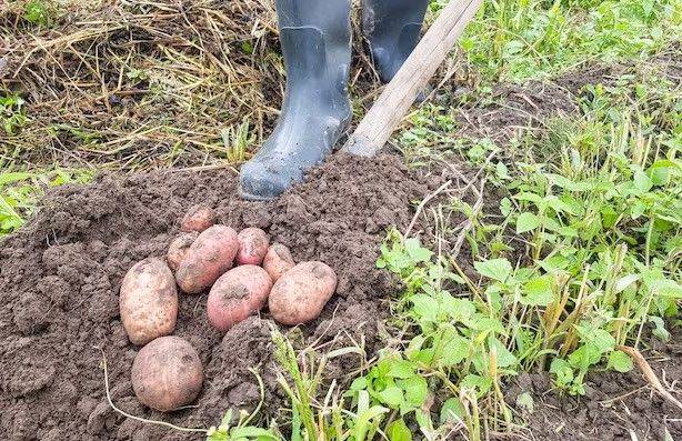 Вам не хватит мешков для нового урожая: что нужно сделать с огородом после того, как вы выкопали картошку