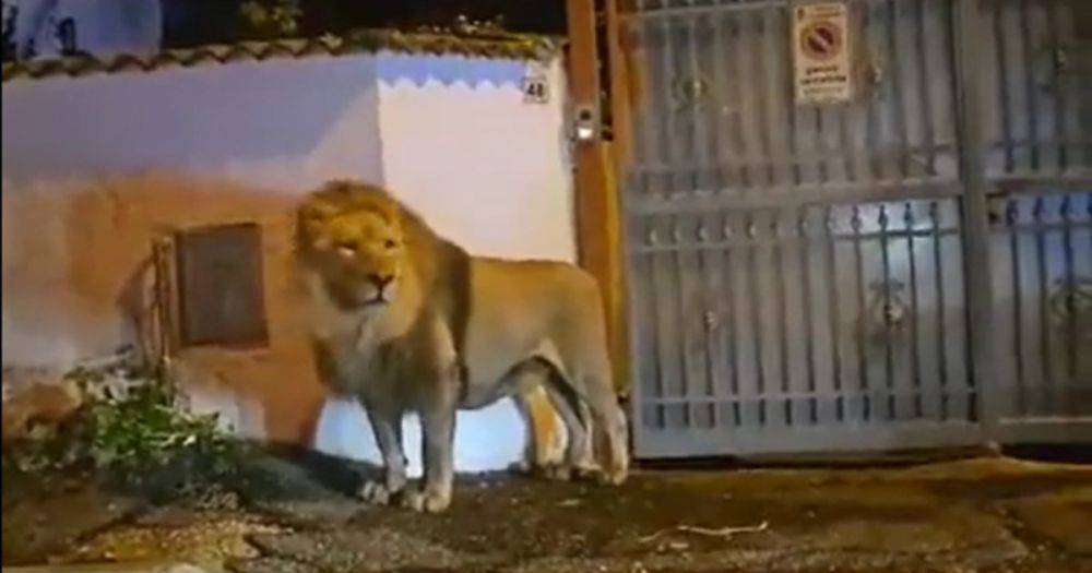 "Отправился на охоту": сбежавший из цирка лев вызвал панику на улицах Италии (видео)